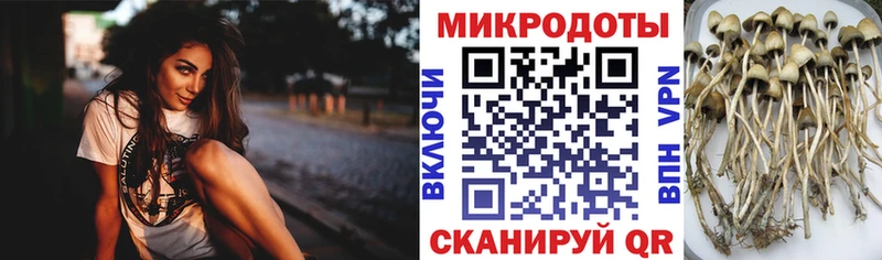 Купить закладки  Спасск  Псилоцибиновые грибы Magic Shrooms 